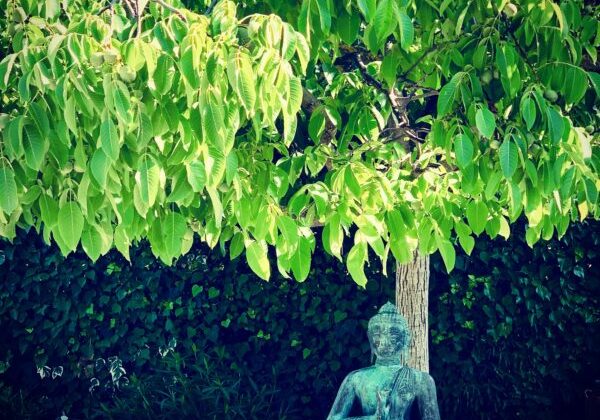 Buddha under tree